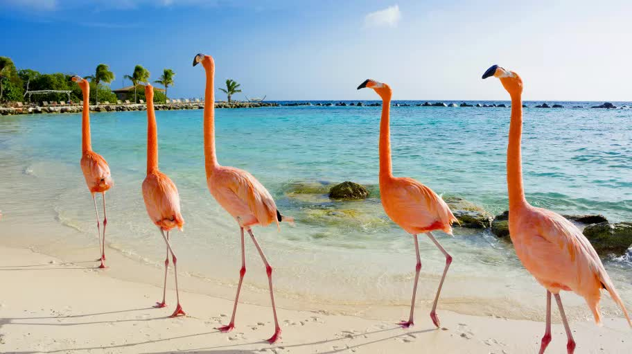 Aruba